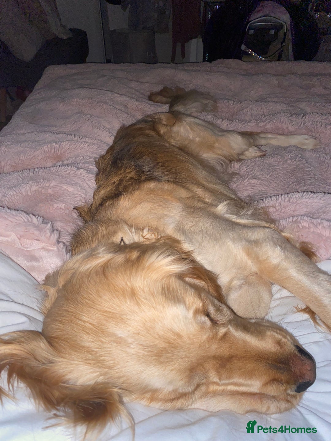 Mixed Breed dogs for sale: Golden Retriever cross Cocker Spaniel - Image 5
