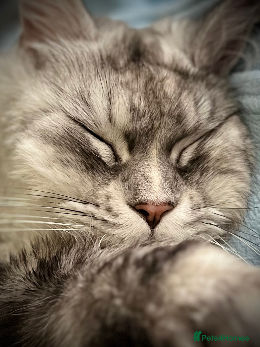 Maine Coon cats for sale: Meet This Special Maine Coon Girl - Image 2