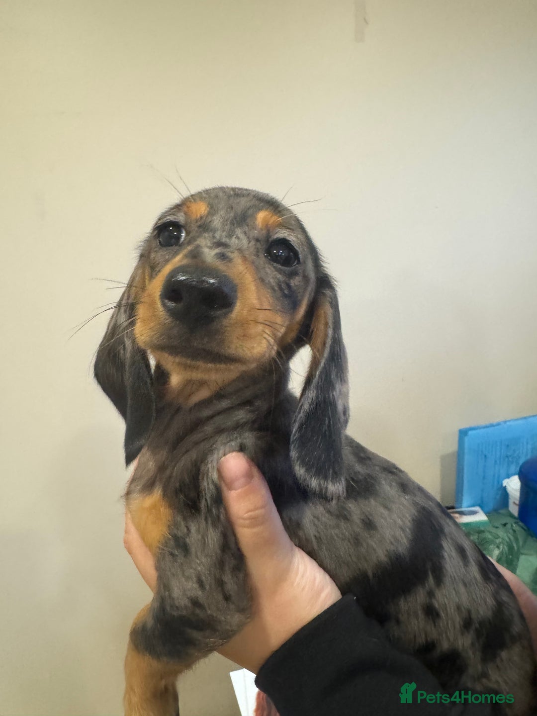 Miniature Dachshund dogs for sale: Daschunds puppies  - Advert 4