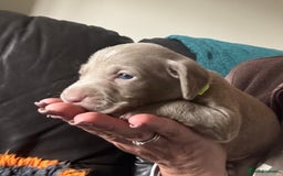 Weimaraner dogs for sale: Quality Weimaraner Puppies - Image 5