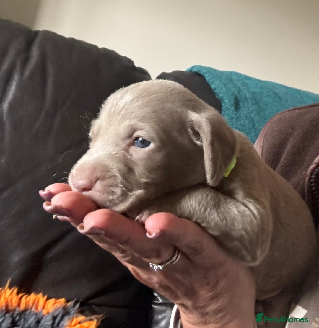 Weimaraner dogs for sale: Quality Weimaraner Puppies - Image 5
