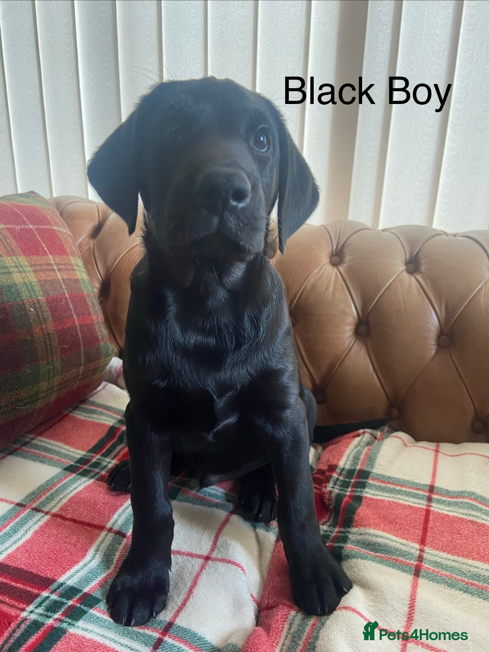 Labrador Retriever dogs FTCh Gunnerspeg Gambler × Greenbriar Tanzanite - Advert 2