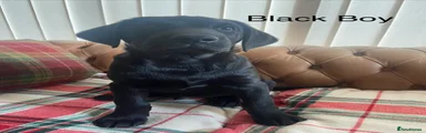 Labrador Retriever 1