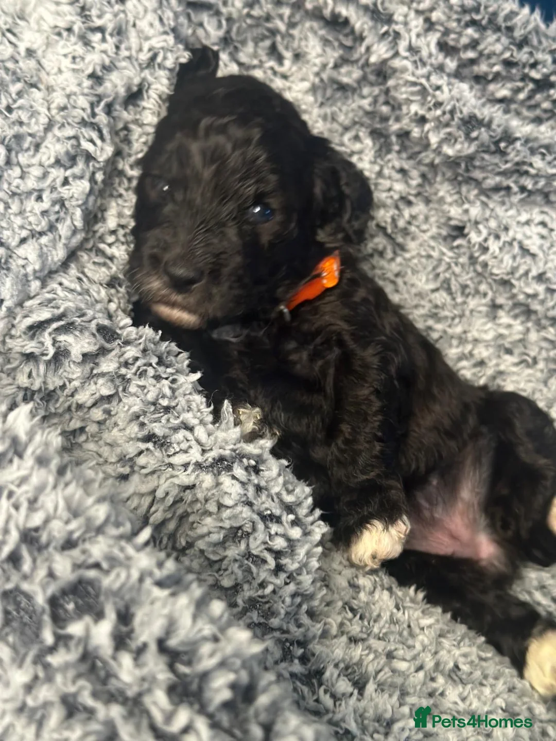 Miniature Poodle dogs for sale: Gorgeous pure bred miniature poodles - Advert 14