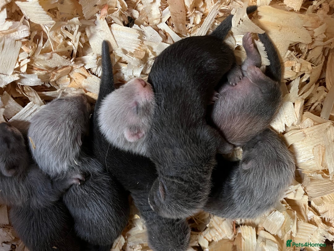 Ferret rodents for sale: Ferret kits - Image 5