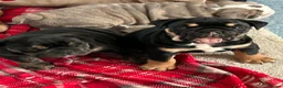 English Bulldog dogs for sale: Stunning English bulldog puppies  - Advert 2