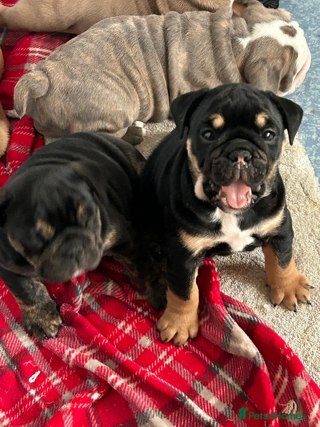 English Bulldog dogs for sale: Stunning English bulldog puppies  - Advert 2