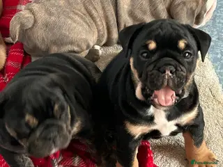 English Bulldog dogs Stunning English bulldog puppies - Advert 4