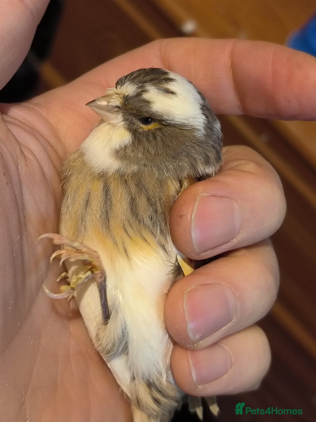 Canaries birds for sale: 5 beautiful 2025 canaries  - Advert 15