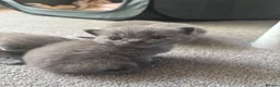 British Shorthair cats for sale: Beautiful full British short haired blue kittens  - Advert 5