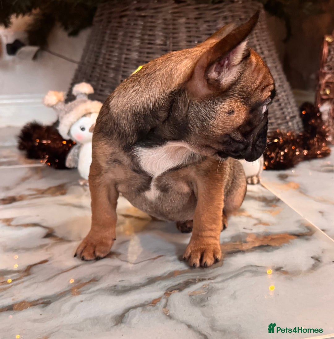 French Bulldog dogs for sale: Champion Sired last female Fawn French bulldog - Advert 32