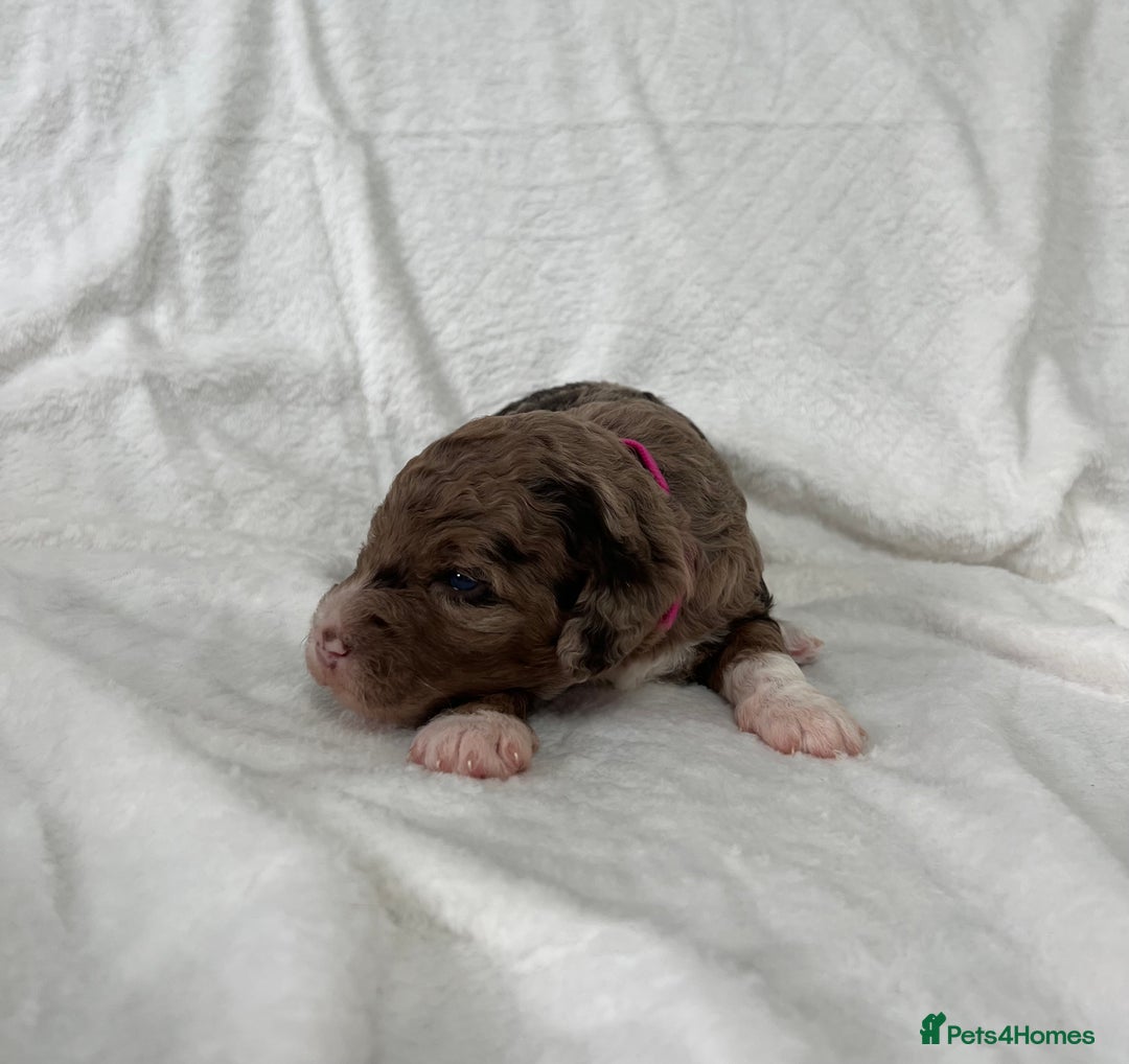 Goldendoodle dogs for sale: Beautiful litter of Goldendoodles  - Image 32