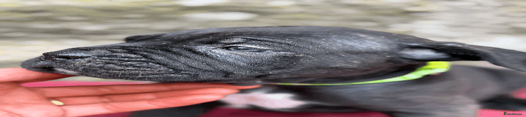 Cane Corso Puppy 3