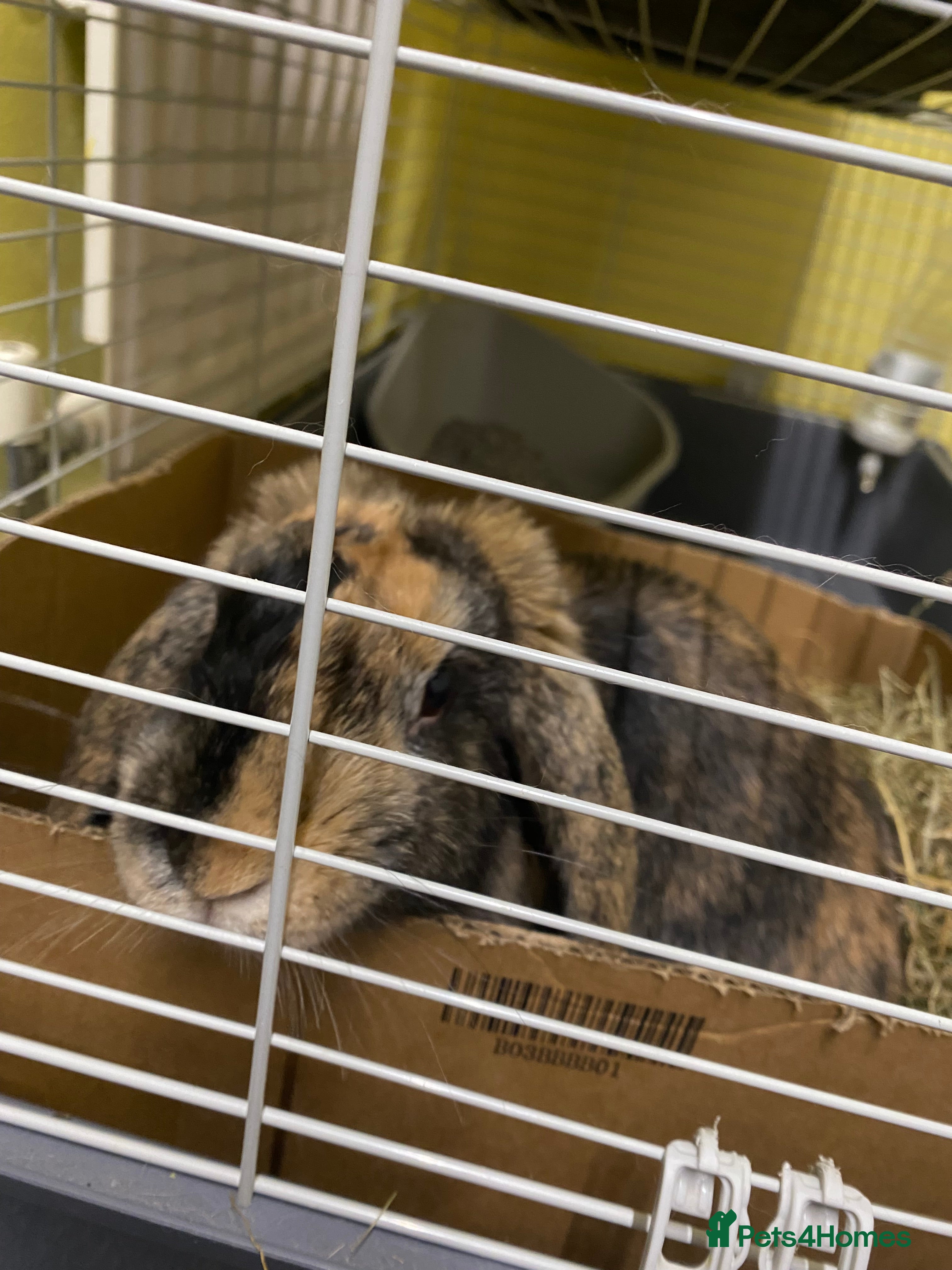 Mixed Breed rabbits Female rabbit - Advert 8