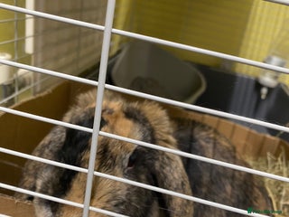 Mixed Breed rabbits Female rabbit - Advert 1