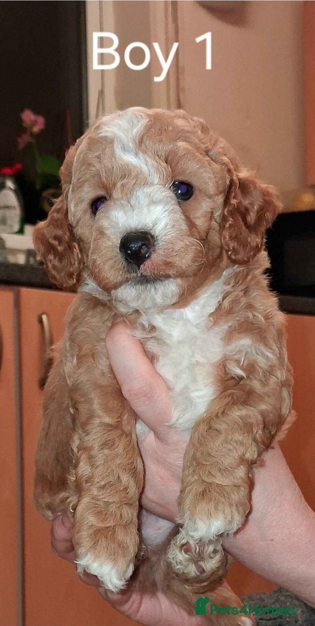 Mixed Breed dogs for sale: Bonnies Babies in Ipswich - Advert 10