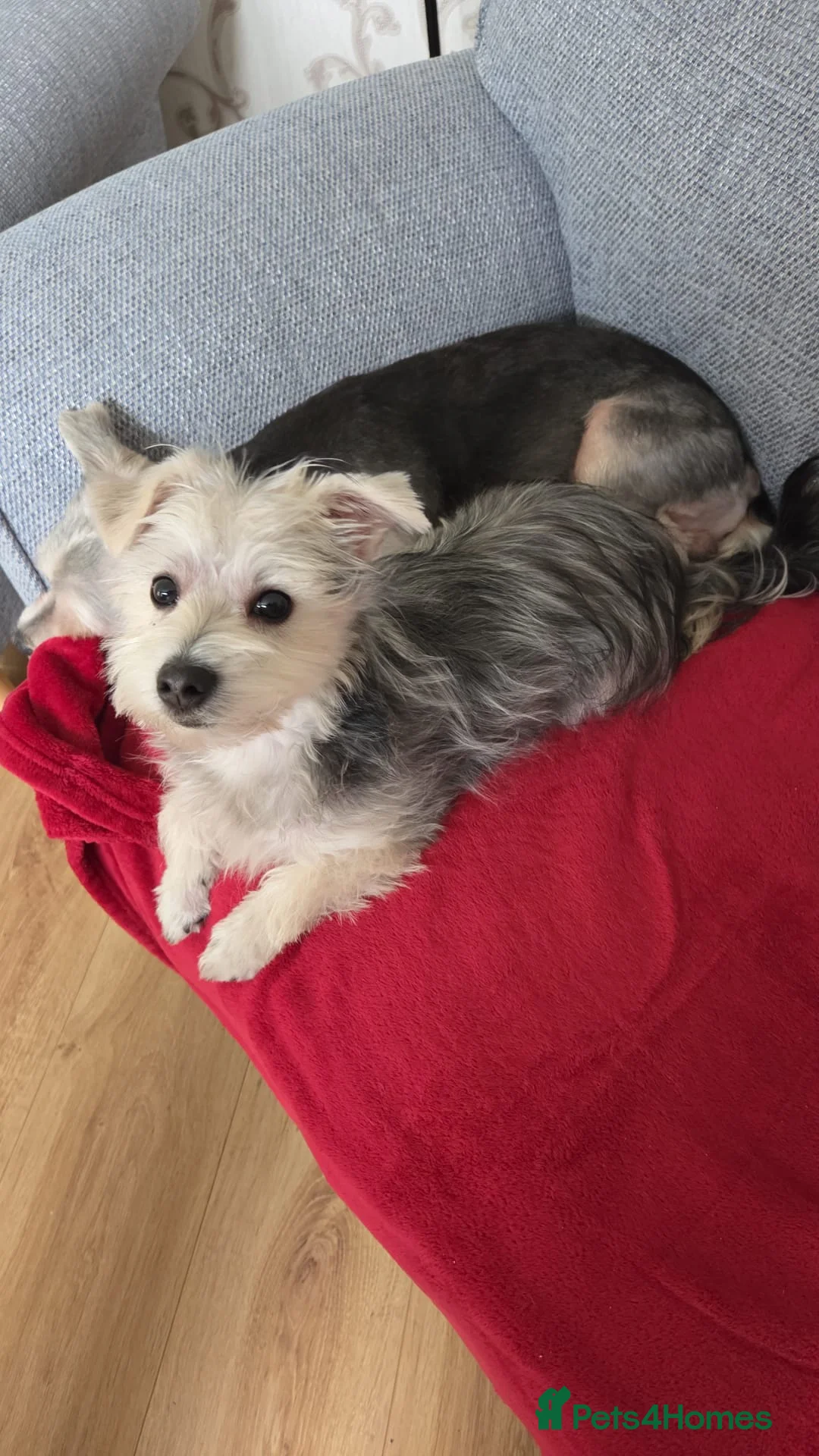 Morkie dogs for sale: Morkie puppies (2 girls and 1 boy) - Advert 15