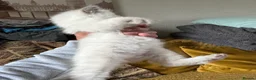 Ragdoll cats for sale: Beautiful Ragdoll  - Advert 21