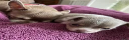 Chihuahua dogs for sale: Lilac girl in Grimsby - Advert 6