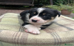 Border Collie dogs for sale: Border Collie - Image 21