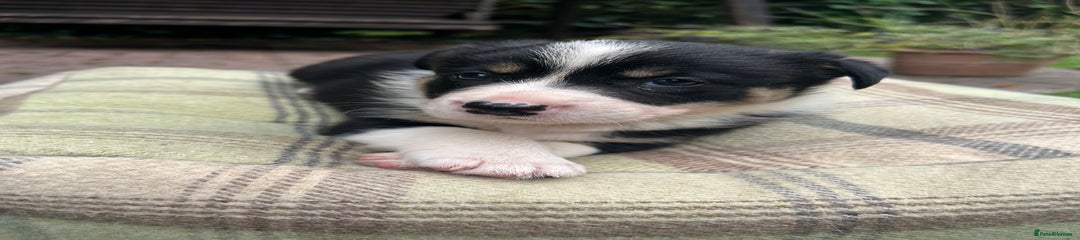 Border Collie Puppy 1