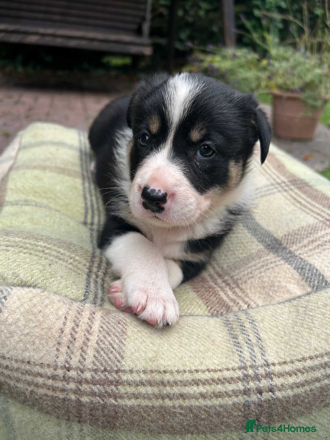Border Collie dogs for sale: Border Collie - Image 21