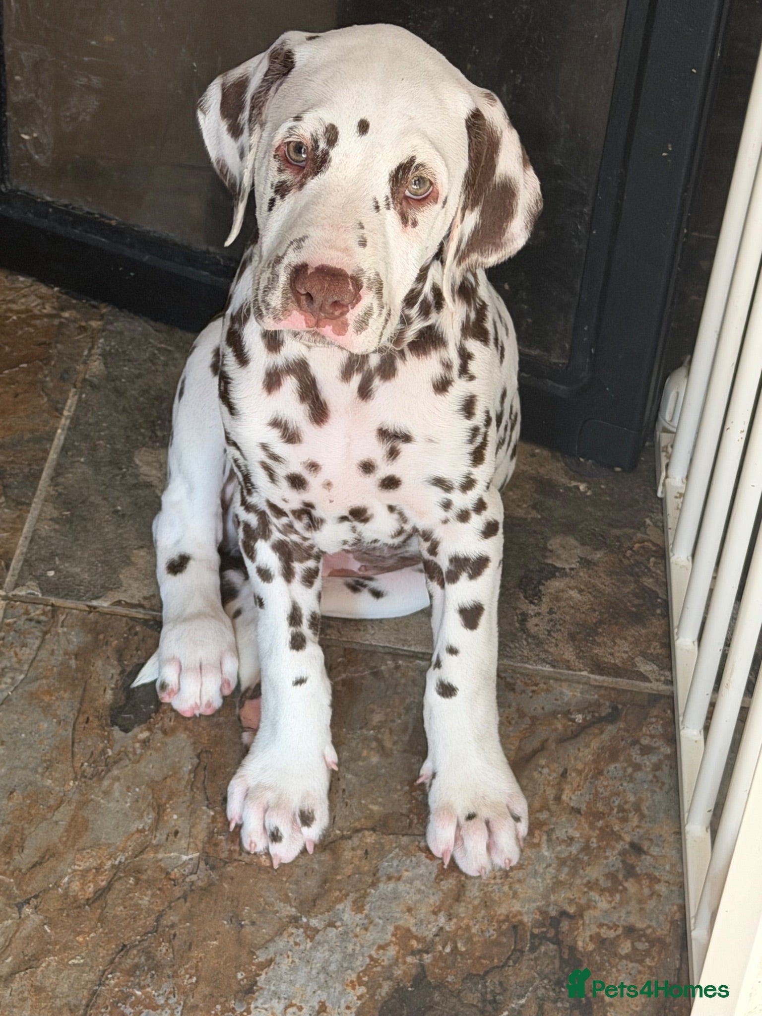 Dalmatian dogs READY NOW just 3 boys remaining  - Advert 4