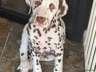 Dalmatian dogs READY NOW just 3 boys remaining - Advert 4