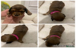 Miniature Dachshund dogs for sale: 5 miniature Dachshund puppies in Doncaster - Image 5