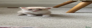 Turkish Angora 1
