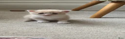 Turkish Angora cats for sale: Turkish Angora Cross - Advert 3