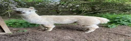 Alpaca livestock for sale: Alpaca herd   in Doncaster - Advert 4