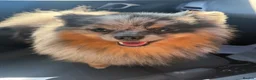 Pomeranian dogs for stud: Stud dog rare colours  blue merle pomernian  - Advert 5