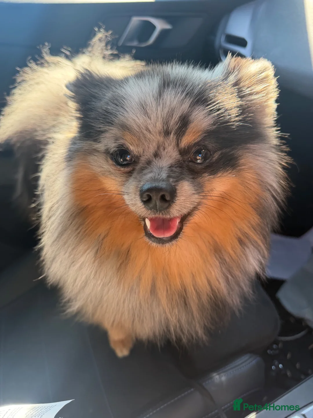 Pomeranian dogs for stud: Stud dog rare colours  blue merle pomernian  - Advert 5