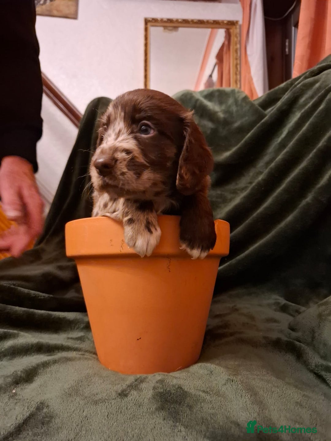 Cockerdor dogs for sale: Rare coloured stunning Cockerdor pups  - Image 8