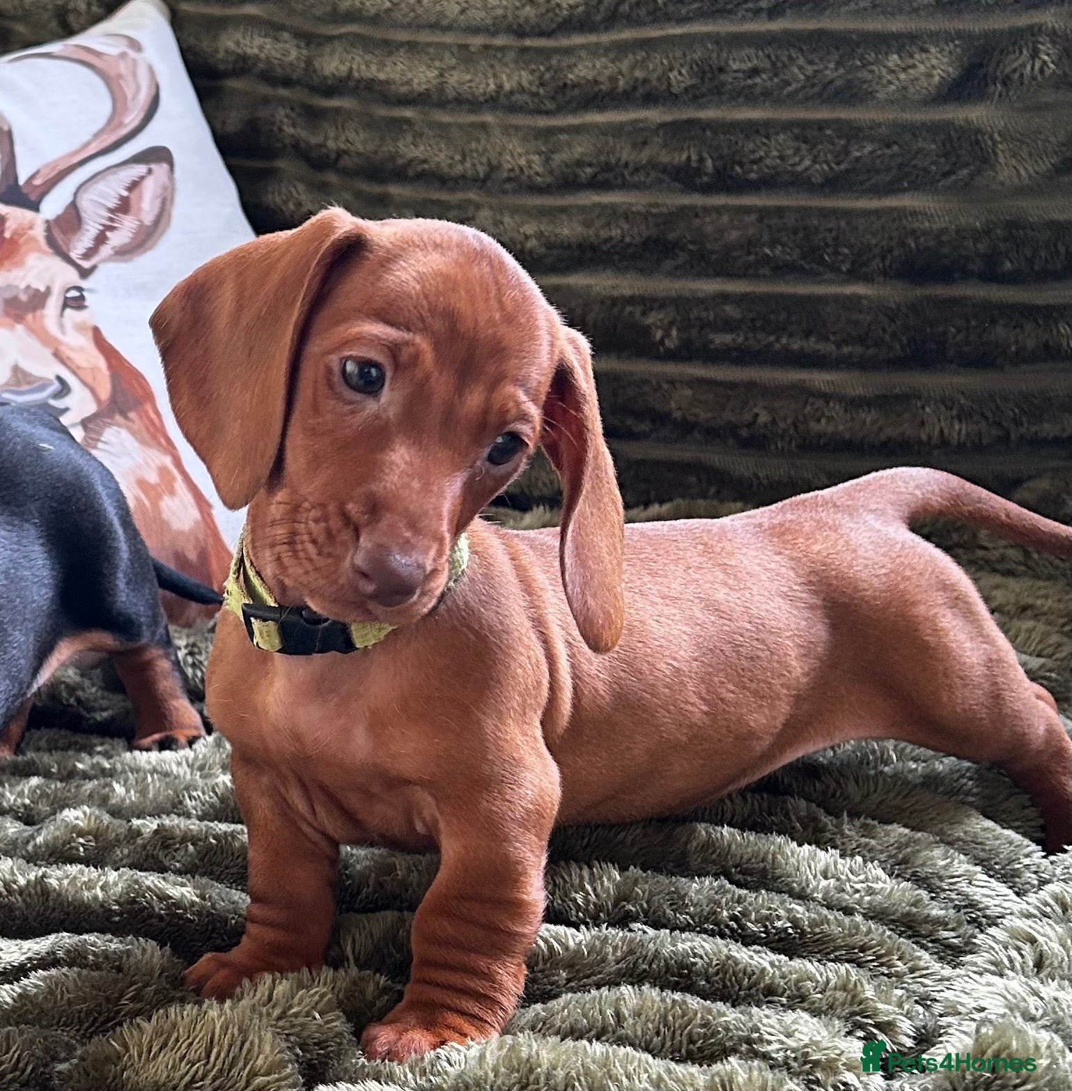 Dachshund dogs CHAMPION LINES - STANDARD KC SMOOTH DACHSHUNDS  - Advert 1