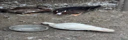 Geese poultry for sale: Geese pair and various ducks pairs and singles in Bracknell - Advert 6