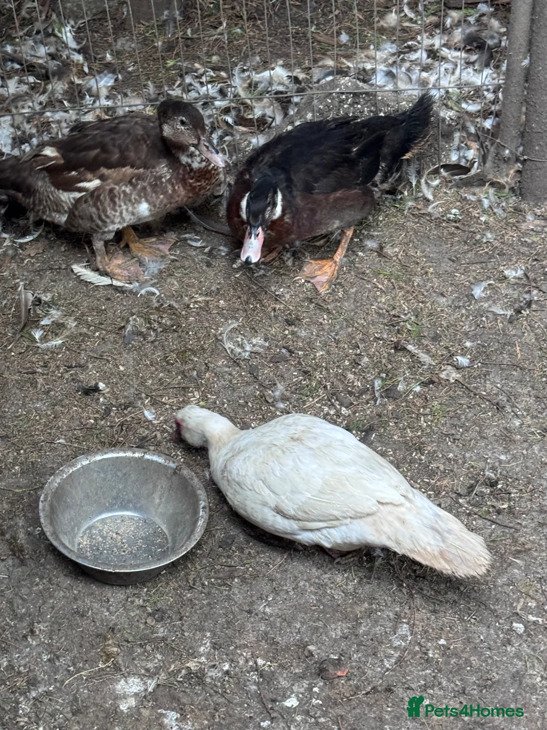Geese poultry for sale: Geese pair and various ducks pairs and singles in Bracknell - Advert 6