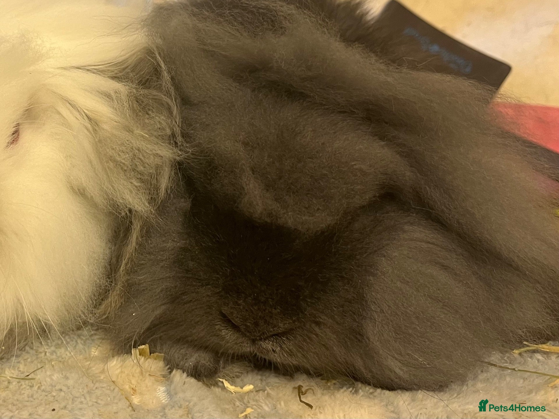 Mini Lion Lop rabbits Mini lion lops one grey female available  - Advert 8