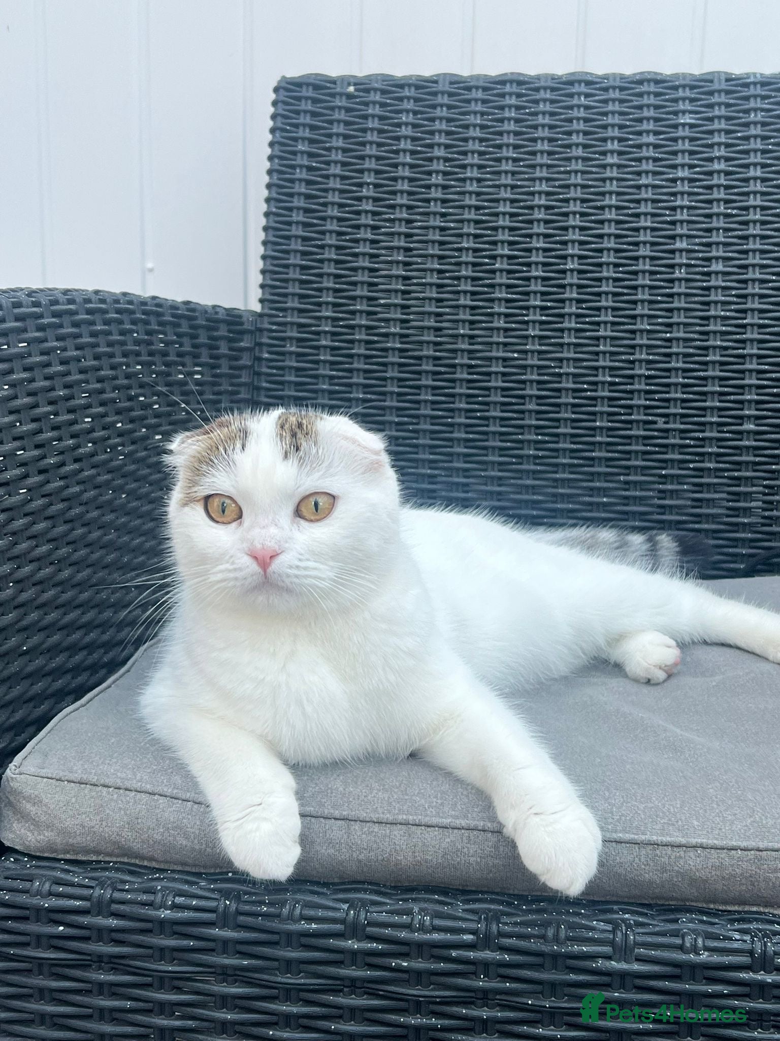 Scottish Fold cats Beautiful White Scottish FoldCat Friendly & Loving - Advert 2