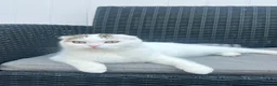 Scottish Fold cats for sale: Beautiful White Scottish FoldCat Friendly & Loving - Advert 1