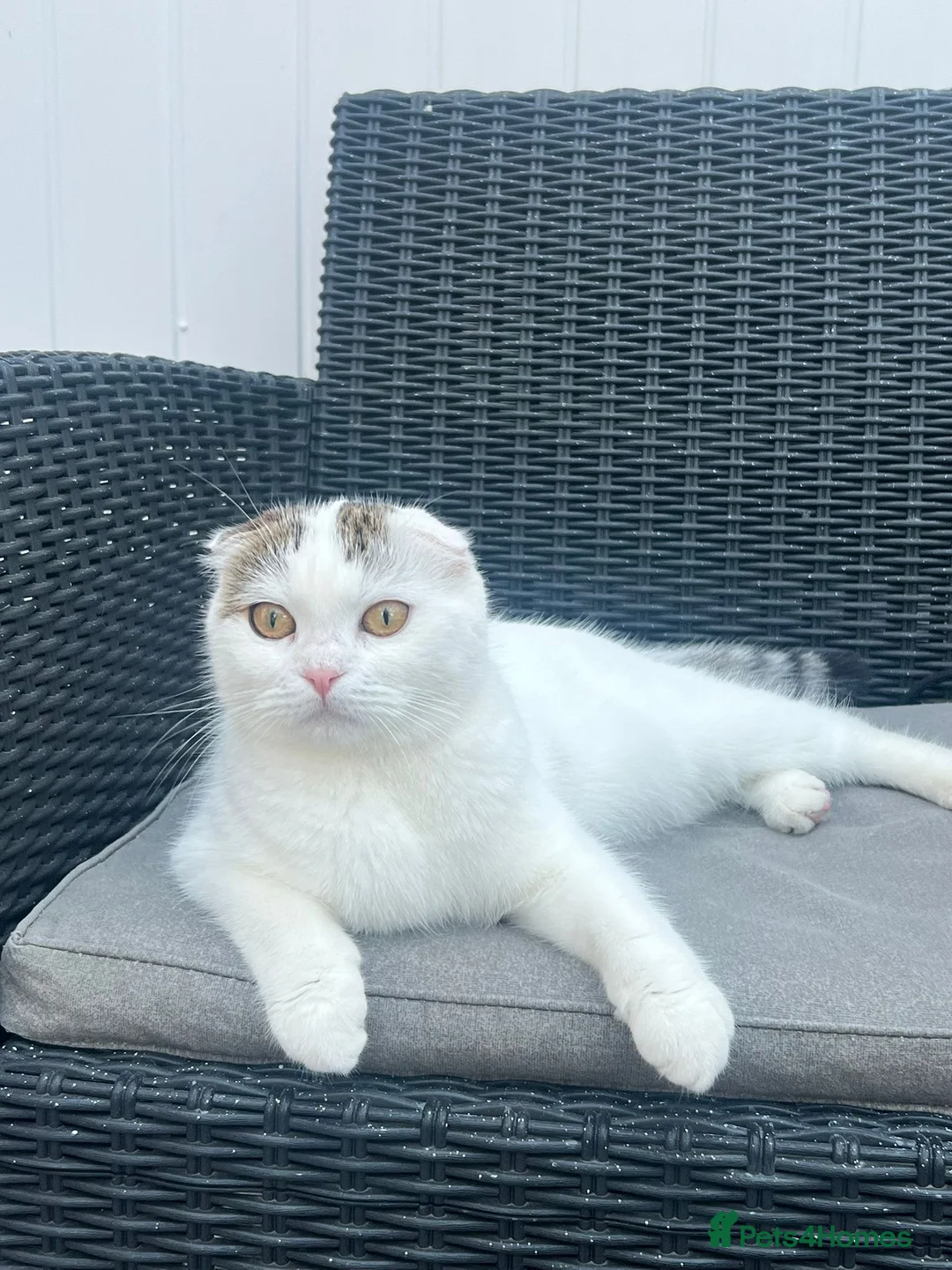 Scottish Fold cats for sale: Beautiful White Scottish FoldCat Friendly & Loving - Advert 1
