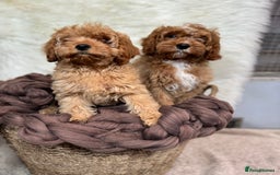 Cavapoo dogs for sale: F1 DNA tested cavapoo puppies - Image 4