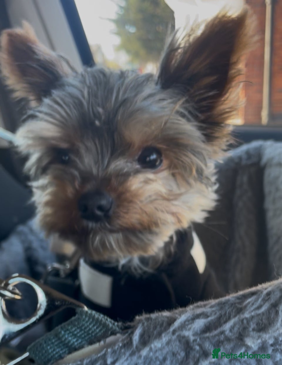 Yorkshire Terrier dogs Stud only, Exceptional miniature yorkshire terrier - Advert 1