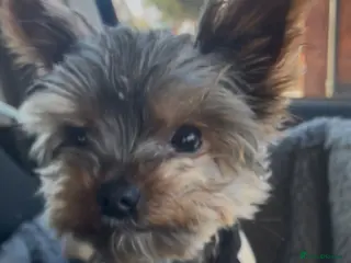 Yorkshire Terrier dogs Stud only, Exceptional miniature yorkshire terrier - Advert 1