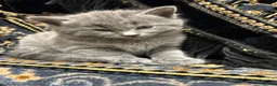 Mixed Breed cats for sale: Beautiful Cats & Kittens Looking for Their a home  in West Drayton - Advert 10