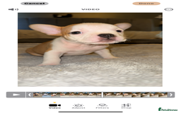 Mixed Breed dogs for sale: Frenchie x pocket bully puppy  - Image 1