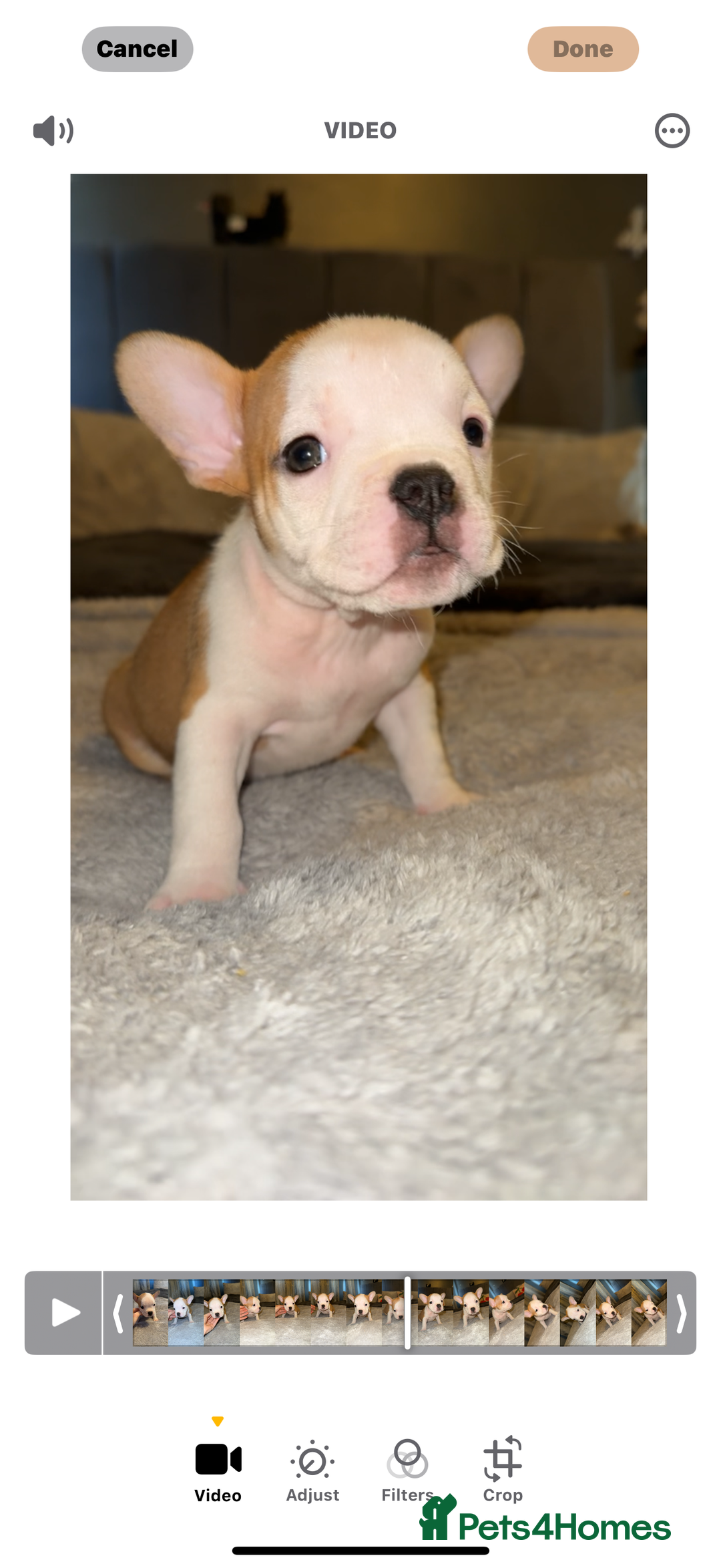 Mixed Breed dogs for sale: Frenchie x pocket bully puppy  - Image 1
