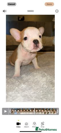 Mixed Breed dogs - Advert 1