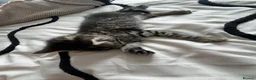 Mixed Breed cats for sale: Black&Silver Bengal mix  - Advert 2